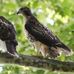 Red-tailed hawks, hanging out in Riverside Park